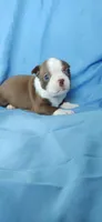 Daisy, a female Boston Terrier for sale in Lynchburg, OH – 4 of 8