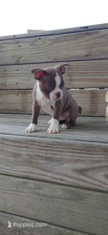 Mae – Boston Terrier puppy for sale in Lynchburg, OH