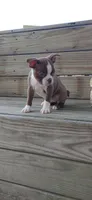 Mae, a female Boston Terrier for sale in Lynchburg, OH – 1 of 10