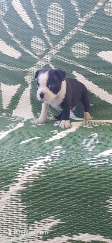 Bull – Boston Terrier puppy on hold in Lynchburg, OH