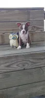 Mae, a female Boston Terrier for sale in Lynchburg, OH – 2 of 10
