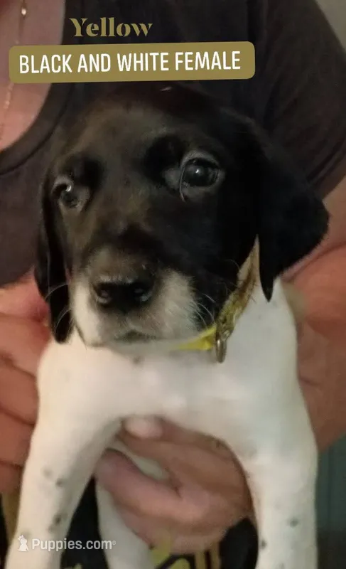 Yellow  – German Shorthaired Pointer puppy for sale in Pinellas Park, FL