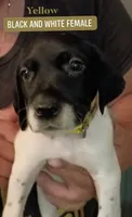 Yellow , a female German Shorthaired Pointer for sale in Pinellas Park, FL – 1 of 5