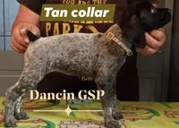 Rosey, a female German Shorthaired Pointer for sale in Pinellas Park, FL – 3 of 4