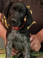 Ron, a male German Shorthaired Pointer for sale in Pinellas Park, FL – 2 of 8