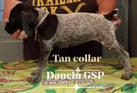 Rosey, a female German Shorthaired Pointer for sale in Pinellas Park, FL – 2 of 4