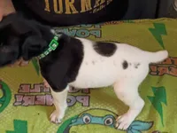 Green , a male German Shorthaired Pointer for sale in Pinellas Park, FL – 3 of 6