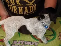 Blue, a male German Shorthaired Pointer for sale in Pinellas Park, FL – 1 of 4