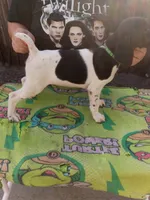 Green , a male German Shorthaired Pointer for sale in Pinellas Park, FL – 6 of 6