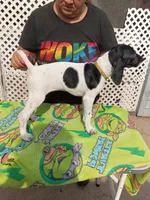 Yellow , a female German Shorthaired Pointer for sale in Pinellas Park, FL – 4 of 5