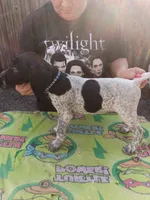 Blue, a male German Shorthaired Pointer for sale in Pinellas Park, FL – 4 of 4