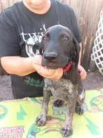 Ron, a male German Shorthaired Pointer for sale in Pinellas Park, FL – 6 of 8