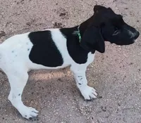 Green , a male German Shorthaired Pointer for sale in Pinellas Park, FL – 2 of 6