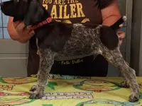 Ron, a male German Shorthaired Pointer for sale in Pinellas Park, FL – 3 of 8