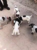 Yellow , a female German Shorthaired Pointer for sale in Pinellas Park, FL – 5 of 5