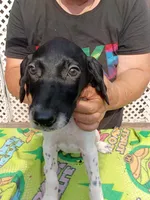 Yellow , a female German Shorthaired Pointer for sale in Pinellas Park, FL – 3 of 5
