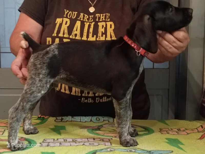 Ron – German Shorthaired Pointer puppy for sale in Pinellas Park, FL