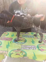Ron, a male German Shorthaired Pointer for sale in Pinellas Park, FL – 5 of 8