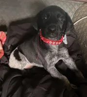 Ron, a male German Shorthaired Pointer for sale in Pinellas Park, FL – 4 of 8