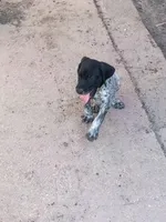 Rosey, a female German Shorthaired Pointer for sale in Pinellas Park, FL – 4 of 4