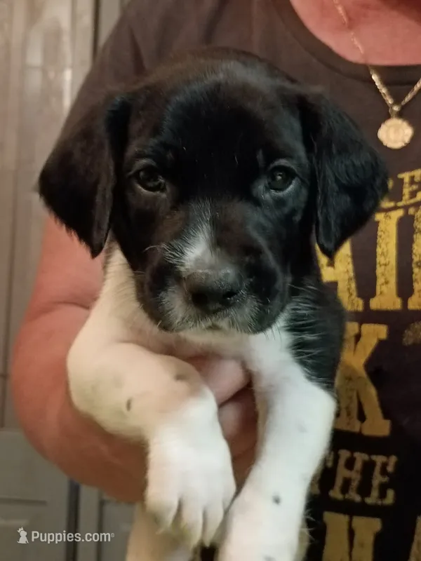 Green  – German Shorthaired Pointer puppy for sale in Pinellas Park, FL