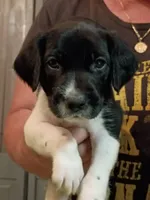 Green , a male German Shorthaired Pointer for sale in Pinellas Park, FL – 1 of 6