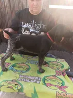 Ron, a male German Shorthaired Pointer for sale in Pinellas Park, FL – 7 of 8