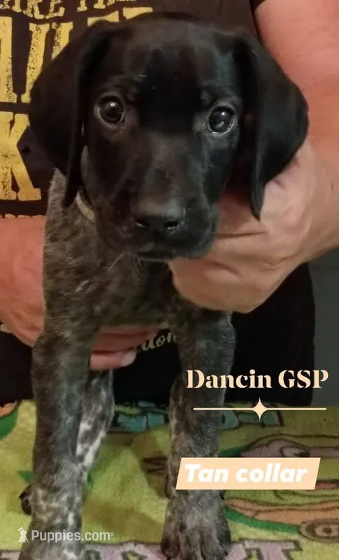 Rosey – German Shorthaired Pointer puppy for sale in Pinellas Park, FL