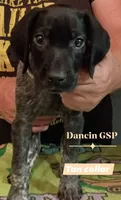Rosey, a female German Shorthaired Pointer for sale in Pinellas Park, FL – 1 of 4