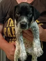 Blue, a male German Shorthaired Pointer for sale in Pinellas Park, FL – 2 of 4