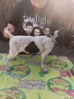 Blue, a male German Shorthaired Pointer for sale in Pinellas Park, FL – 3 of 4