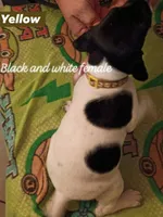 Yellow , a female German Shorthaired Pointer for sale in Pinellas Park, FL – 2 of 5