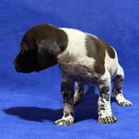 SOPHIA & BOONE GSP PUPPY, a female German Shorthaired Pointer for sale in Equinunk, PA – Photo 6 of 10