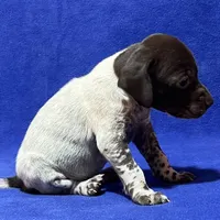 SOPHIA & BOONE GSP PUPPY, a female German Shorthaired Pointer for sale in Equinunk, PA – Photo 7 of 10
