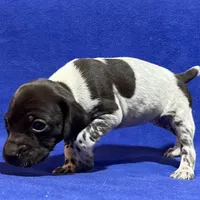 SOPHIA & BOONE GSP PUPPY, a female German Shorthaired Pointer for sale in Equinunk, PA – Photo 8 of 10