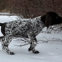 SOPHIA & BOONE GSP PUPPY, a female German Shorthaired Pointer for sale in Equinunk, PA – Photo 2 of 10