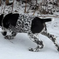 SOPHIA & BOONE GSP PUPPY, a female German Shorthaired Pointer for sale in Equinunk, PA – Photo 4 of 10