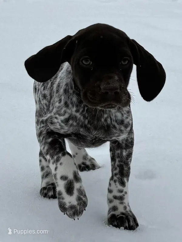 SOPHIA & BOONE GSP PUPPY