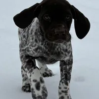 SOPHIA & BOONE GSP PUPPY, a female German Shorthaired Pointer for sale in Equinunk, PA – Photo 1 of 10