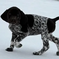 SOPHIA & BOONE GSP PUPPY, a female German Shorthaired Pointer for sale in Equinunk, PA – Photo 3 of 10