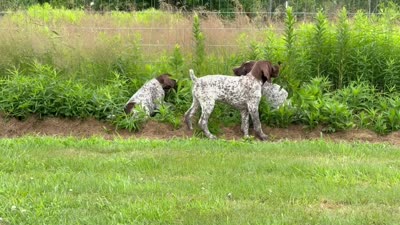 RONA & HERO PUPPY, a female German Shorthaired Pointer for sale in Equinunk, PA – 4 of 10