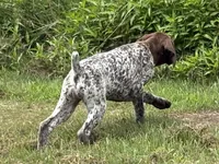 RONA & HERO PUPPY, a female German Shorthaired Pointer for sale in Equinunk, PA – 6 of 10