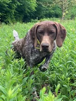 GSP Puppies - Brew & Rona, a male German Shorthaired Pointer for sale in Equinunk, PA – Photo 5 of 10