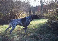 GSP Puppies - Brew & Rona, a male German Shorthaired Pointer for sale in Equinunk, PA – Photo 9 of 10