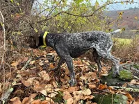 GSP Puppies - Brew & Rona, a male German Shorthaired Pointer for sale in Equinunk, PA – Photo 10 of 10