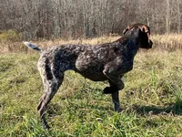 GSP Puppies - Brew & Rona, a male German Shorthaired Pointer for sale in Equinunk, PA – Photo 6 of 10
