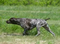GSP Puppies - Brew & Rona, a male German Shorthaired Pointer for sale in Equinunk, PA – Photo 4 of 10