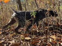 GSP Puppies - Brew & Rona, a male German Shorthaired Pointer for sale in Equinunk, PA – Photo 8 of 10