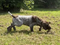 RONA & HERO PUPPY, a male German Shorthaired Pointer for sale in Equinunk, PA – 6 of 10