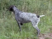 German Shorthaired Pointer Puppy - Lucy & Hero , a  German Shorthaired Pointer for sale in Equinunk, PA – 3 of 10